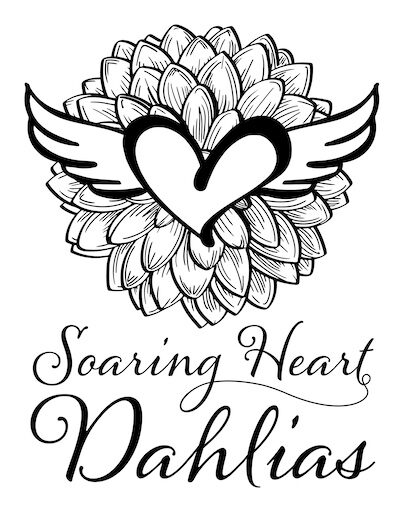 Soaring Heart Dahlias